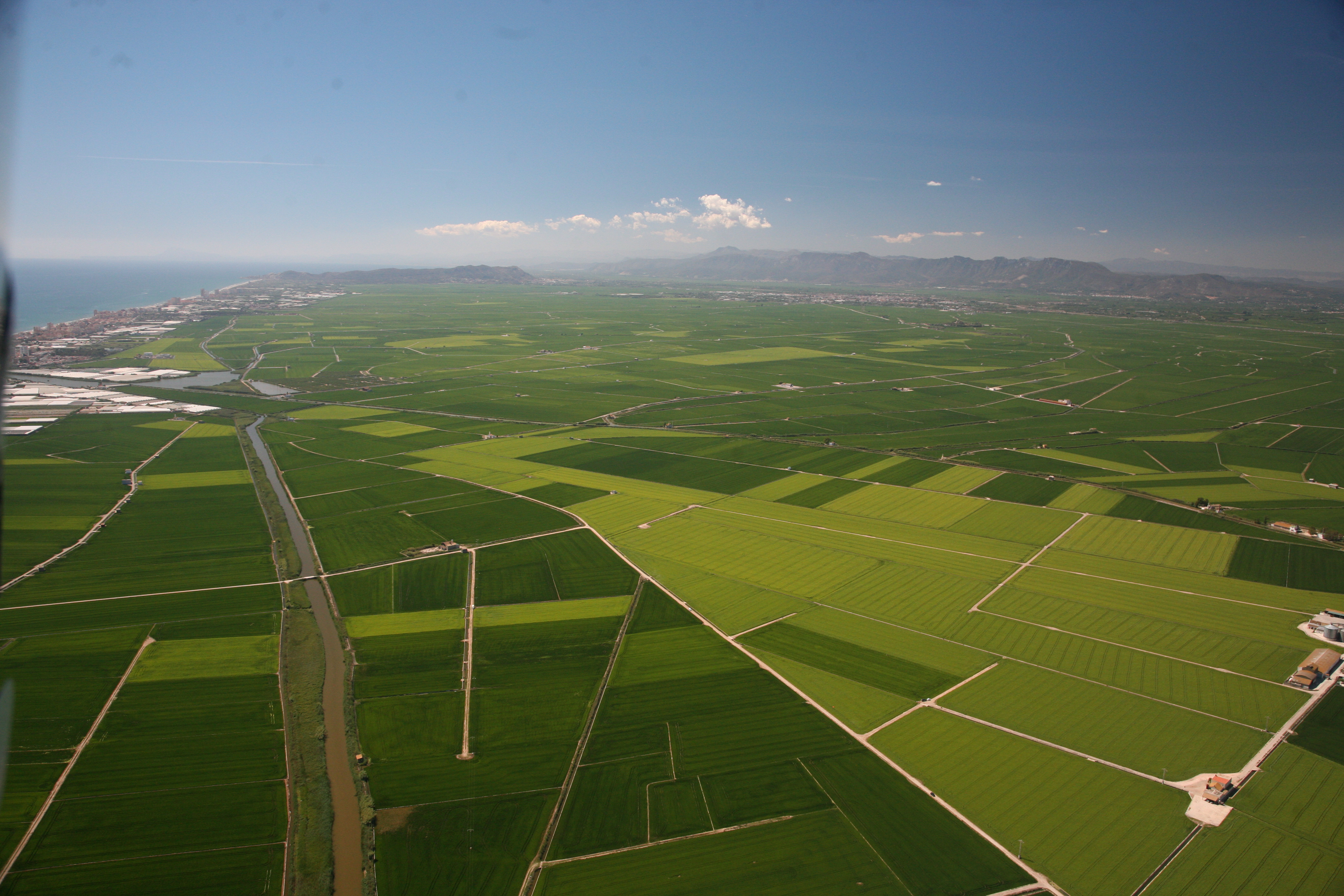 L’Albufera. Vista aérea del arrozal en época de cultivo